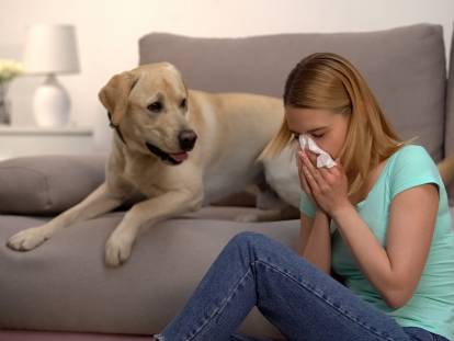 Les races de chiens les plus hypoallergéniques