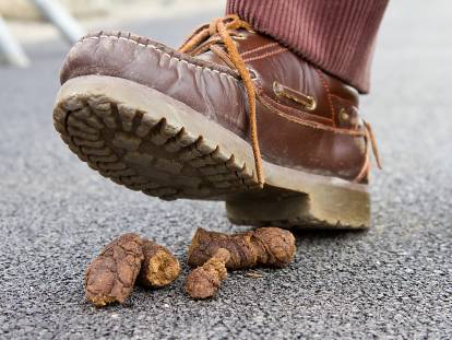 Les Crottes De Chien En Ville Faits Et Solutions