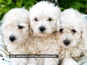 Les Races De Chiens Les Plus Hypoallergènes