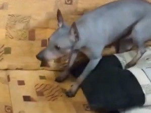 Yorkshire Terrier Caractère Et éducation Santé Et