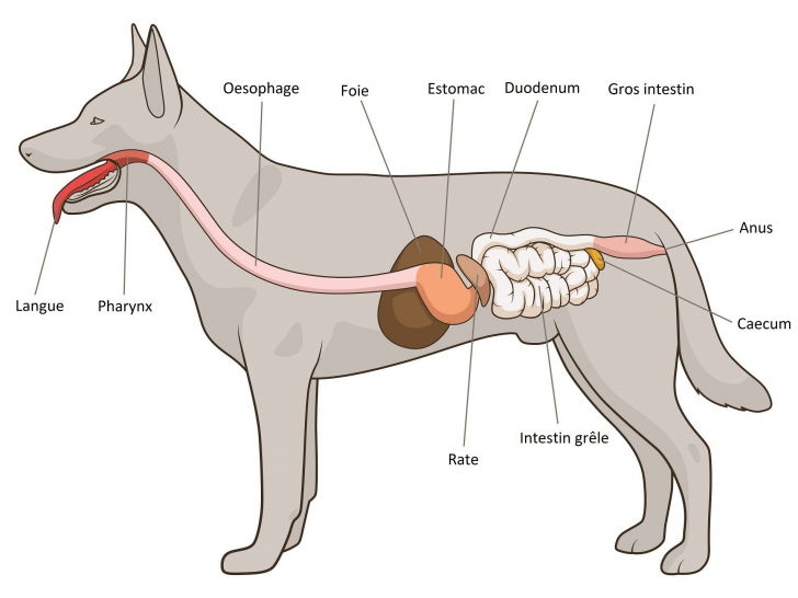 Le système digestif du chien - Morphologie des chiens
