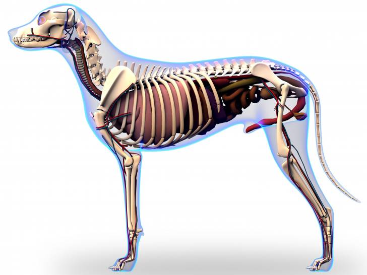 Le squelette du chien - Morphologie des chiens