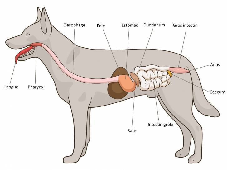Schéma de l'appareil digestif du chien