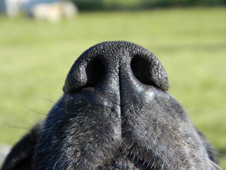 Le nez ou truffe du chien - Morphologie des chiens
