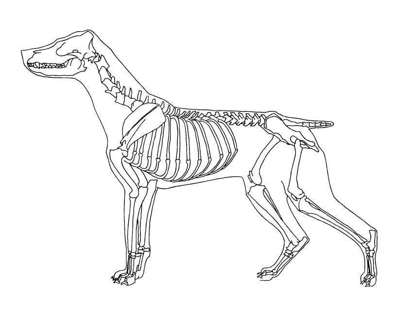 Как нарисовать скелет собаки