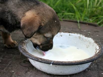 Un chiot boit du lait dans une assiette