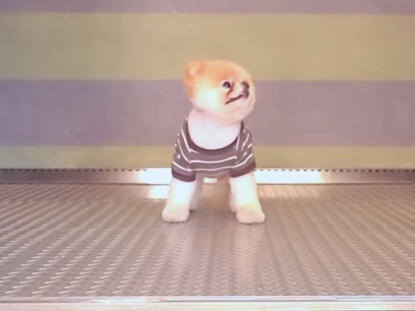 Une Journee Avec Boo Le Chien Le Plus Mignon Du Monde Video