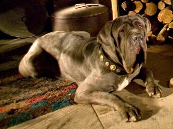 Le chien d’Harry Potter (Crockdur), de Warner Bros (2001)