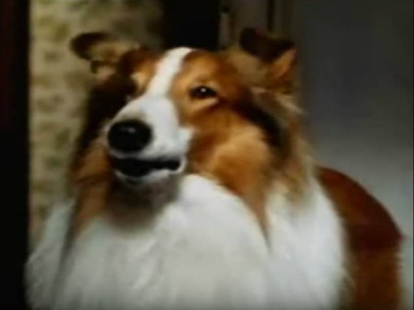 Bande Annonce Du Film Lassie 1994 Video