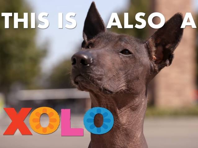 Un Xoloitzcuintle visite les studios Pixar (vidéo)