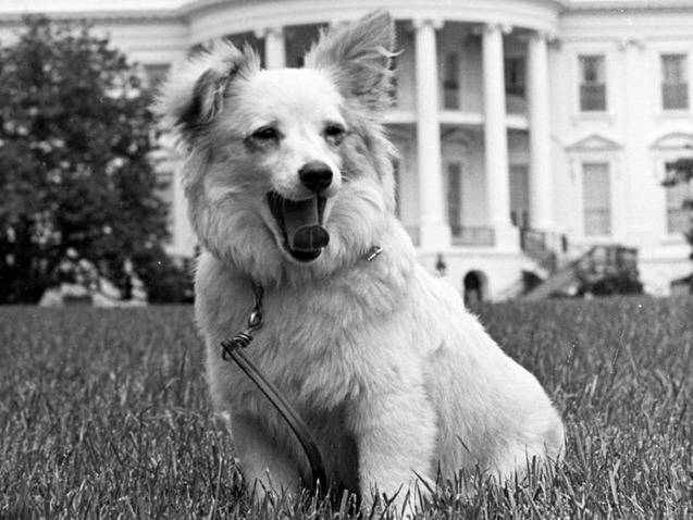 Pushinka, le chien croisé russe du président Kennedy
