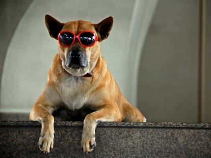 Un chien couché sur un rebord portant des lunettes rouges