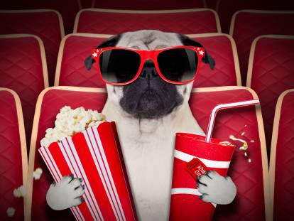 Un Carlin avec des popcorns et des lunettes au cinéma