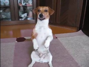Chien Com Tout Sur Les Chiens Et Chiots Chien Com Tout Sur Les Chiens Et Chiots