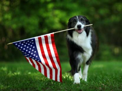 Un Border Collie avec le drapeau américain dans la gueule