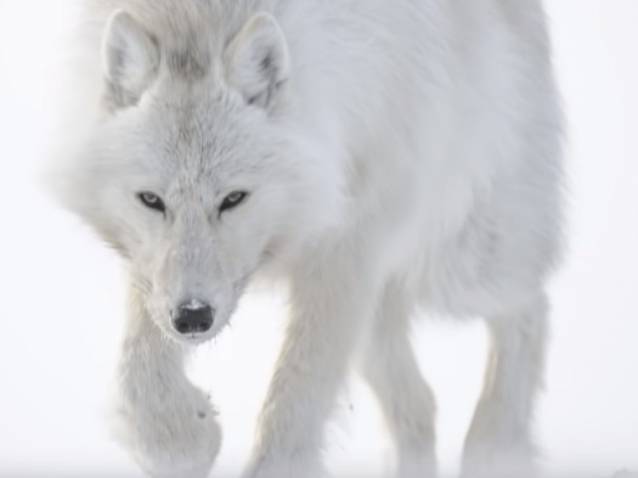 A La Rencontre Du Loup Blanc En Arctique Video