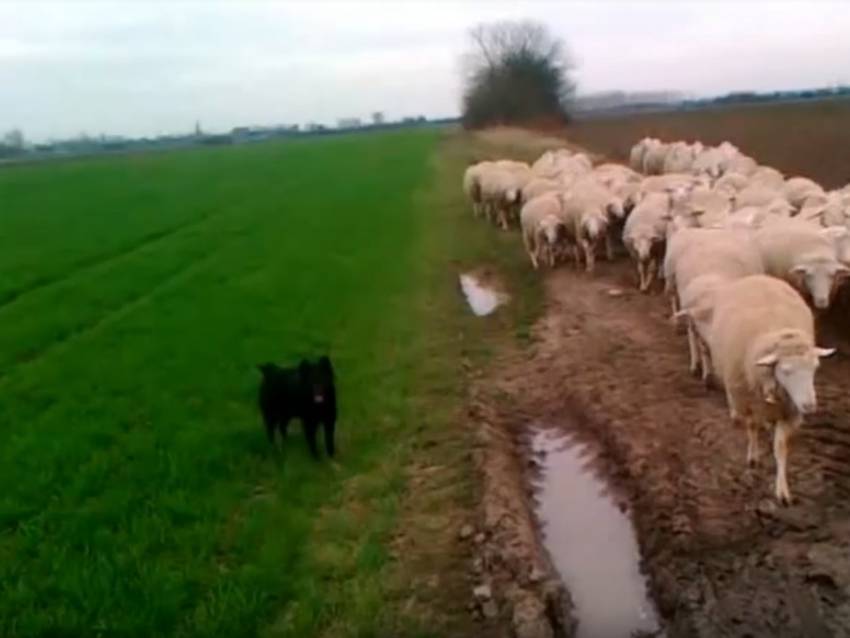 Un Chien De Berger Croate Conduit Un Troupeau De Moutons Vidéo