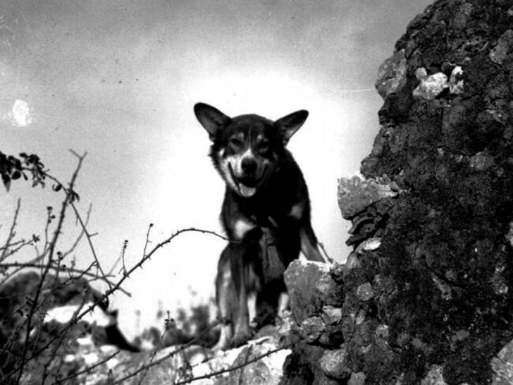 Le chien militaire Chips, chien décoré pendant la Seconde guerre mondiale