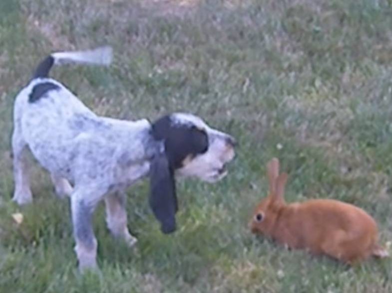 Chiot Griffon Bleu De Gascogne 2 Mois Et Demi Aboie Sur Un Lapin Video