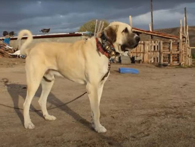 Le Mastiff d'Anatolie, chien de garde turc (vidéo)