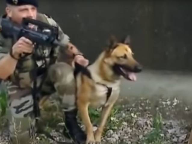 Reportage sur les chiens dans les commandos de l'armée (vidéo)