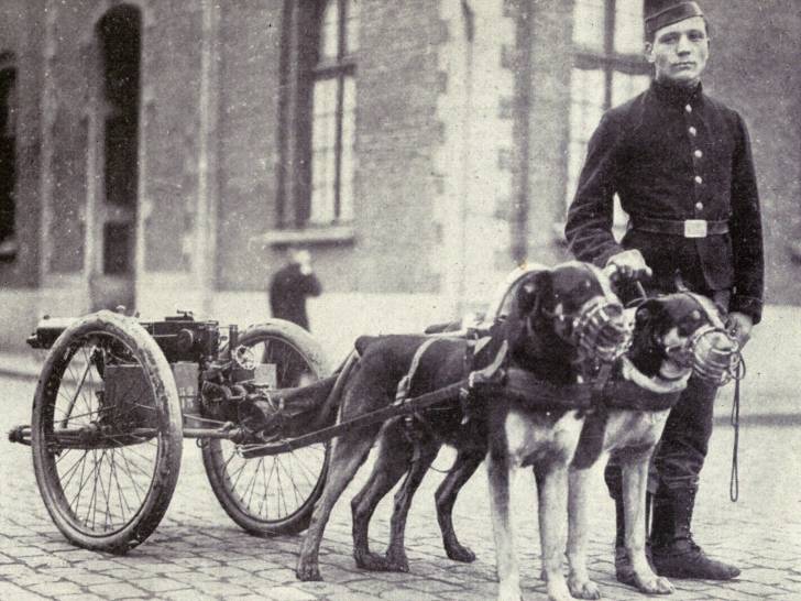 Deux chiens tirant un chariot à côté d'un soldat