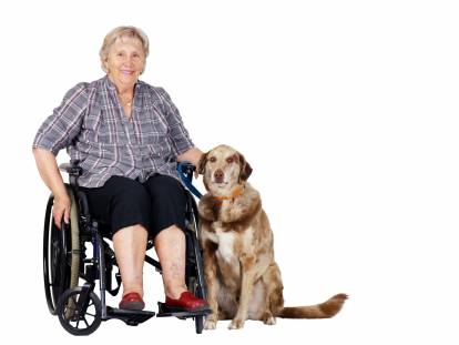 Les chiens d'assistance pour personne handicapée