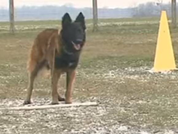 Le Permis De Detention Pour Chiens Dangereux Vidéo