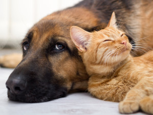 Identification Des Chiens Et Des Chats En France Ce Qui A