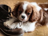 Un chiot mordille le lacet d'une chaussure