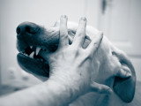 Un chien mord le doigt de son maître