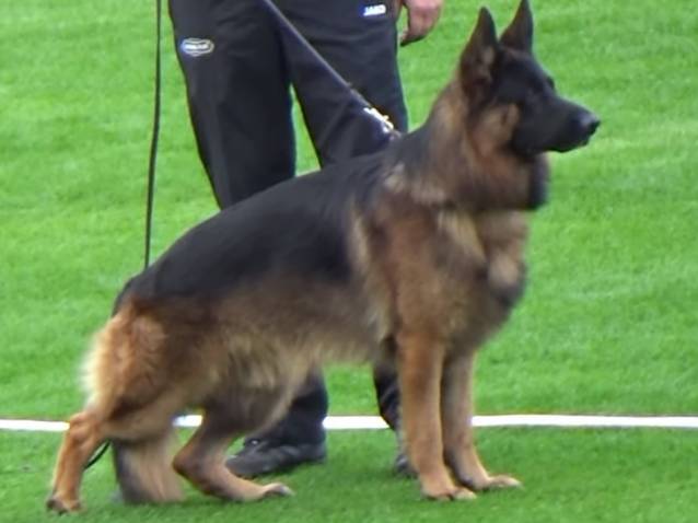 Championnat 2018 Du Berger Allemand A Nuremberg Video