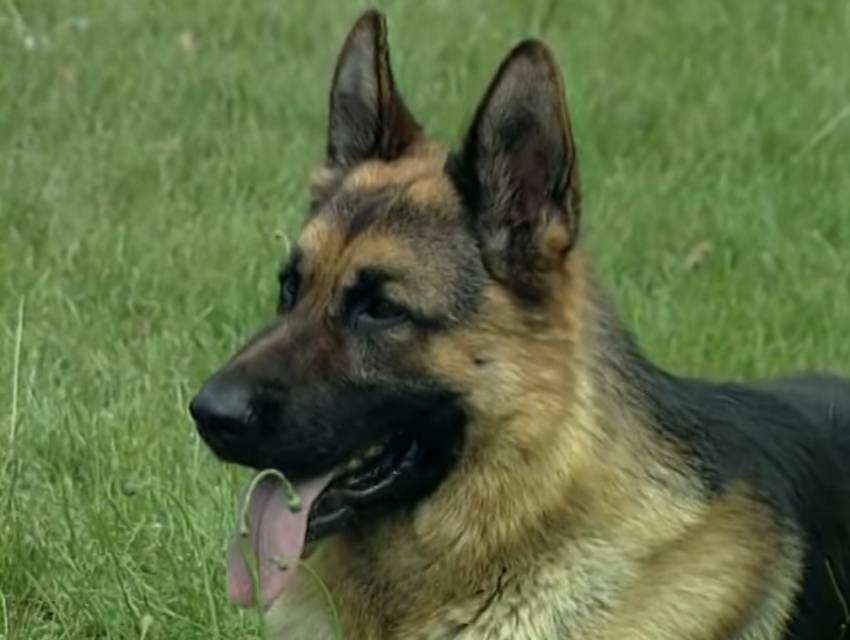 Reportage Sur Le Berger Allemand Video