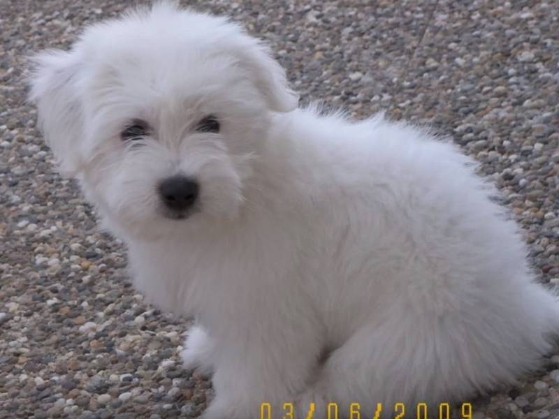 Tout Savoir Sur Le Coton De Tulear Vidéo