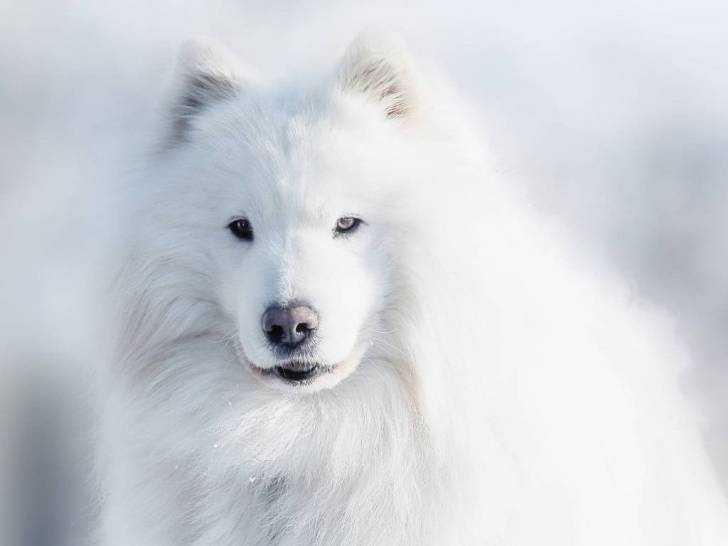 10 Races De Chiens Les Plus Anciens Du Monde