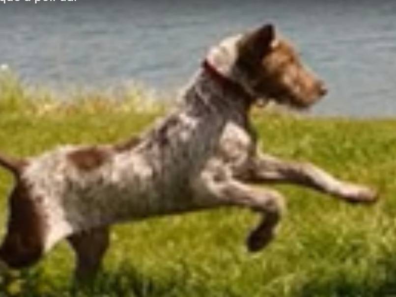 Présentation De La Race Du Braque Slovaque à Poils Durs Vidéo