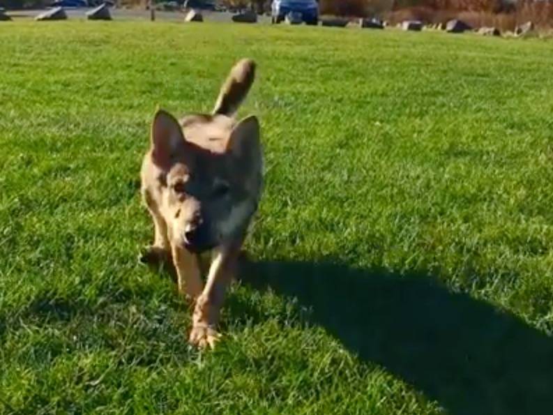 Présentation Du Chien Loup Tchécoslovaque Vidéo