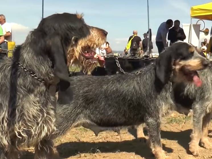 Sangliersnet Les Chiens