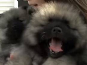 Présentation Du Keeshond Vidéo