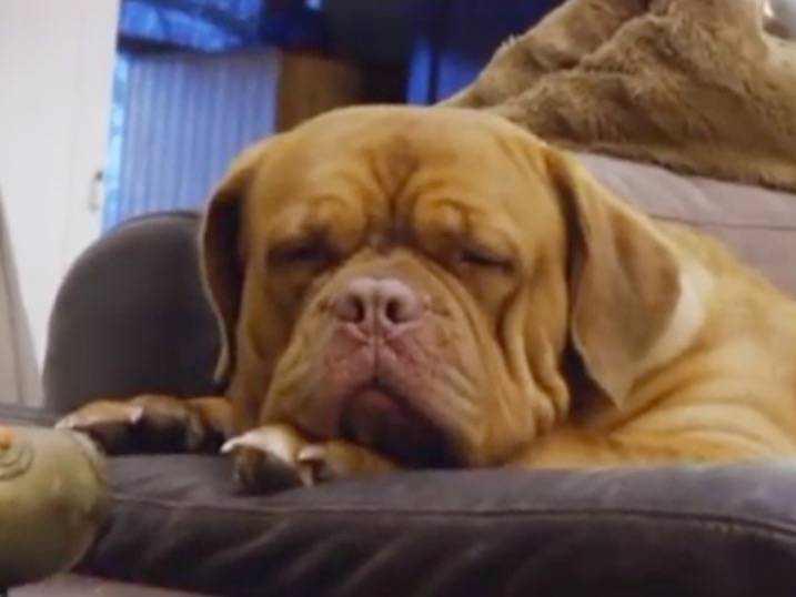 Témoignage Et Présentation Du Dogue De Bordeaux Vidéo