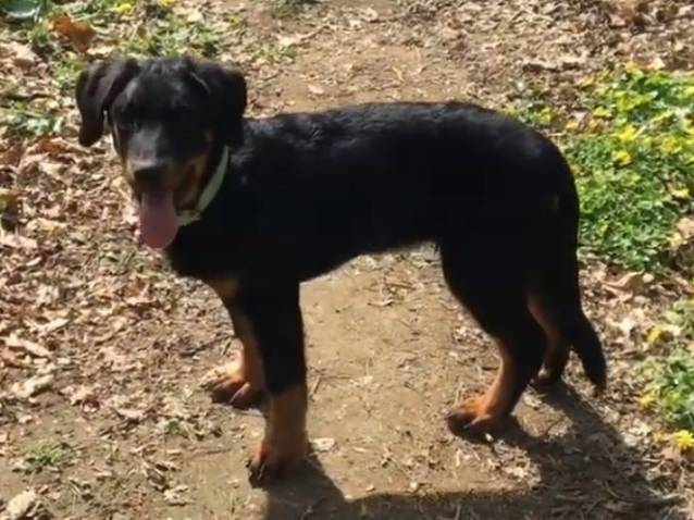 Le Beauceron Raconte Par Son Proprietaire Video