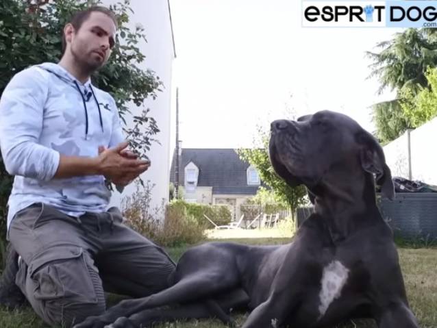 Le Dogue Allemand Un Chien D Interieur Video