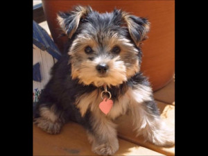 Petites Annonces Yorkshire Terrier Adoption Vente Don