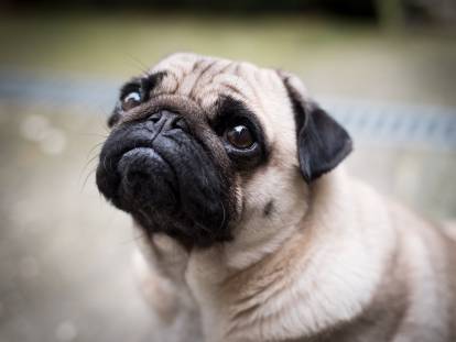 Chien brachycéphale : les races de chiens au nez plat / écrasé