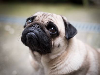 Les Races De Chiens Au Nez Plat écrasé