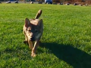 élevage De Chien Loup Tchécoslovaque France 21 éleveurs De