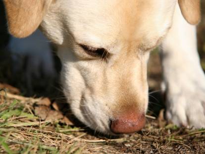 Les 21 races de chiens ayant le meilleur odorat