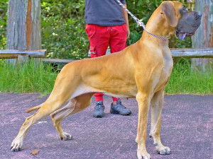 Dogue Allemand Caractère Et éducation Santé Et Entretien