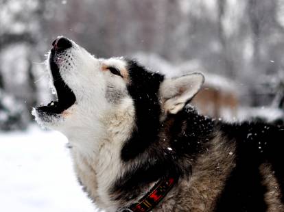 Les 10 races de chiens les plus proches des loups