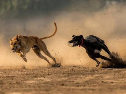 Les 10 races de chien les plus rapides du monde